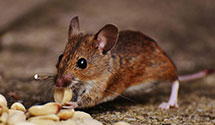 24 Hour & Emergency Exterminators in Dixon, IA